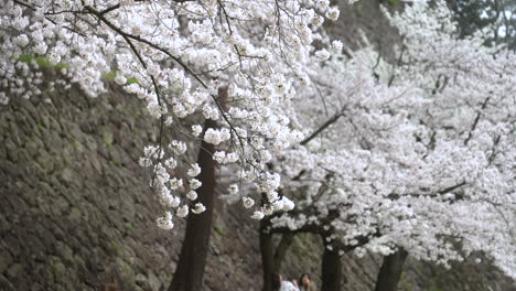 Sakura-Tree,-Cherry-Blossoms-Gently-Blowing-With-The-Wind-During-Springtime-In-Kanazawa,-Japan