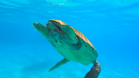 Tortuga-Marina-Nadando-En-Aguas-Azules-Respirando-Bajo-El-Agua-En-Grecia-Limeni-Peloponeso