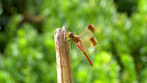 Korean-Red-Dragonfly-Firecracker-Skimmer-Perched-on-Rot-Dry-Plant-and-Moving-Head-Around,-4k-close-up-macro