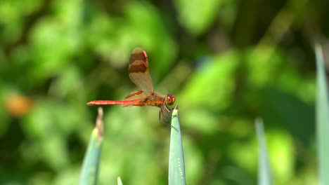 Korean-Dragonfly-Perched-In-A-Tip-Of-A-Green-Onion-Plant-and-Fly-Away-or-Takeoff-At-Summertime