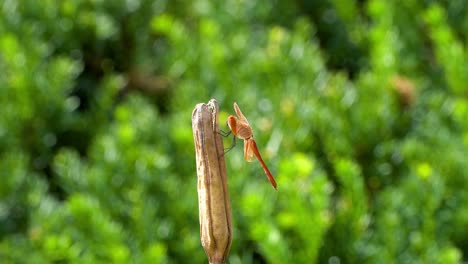 Koreanischer-Roter-Libellen-Kracher-Skimmer,-Der-Auf-Einer-Fäulnis-Trockenpflanze-In-Einem-Garten-Thront---Seitenansicht