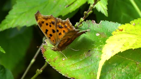 A-scarce-tortoiseshell-butterfly-with-orange-wings-and-black-spots-flaps-its-wings-perched-on-green-leaf