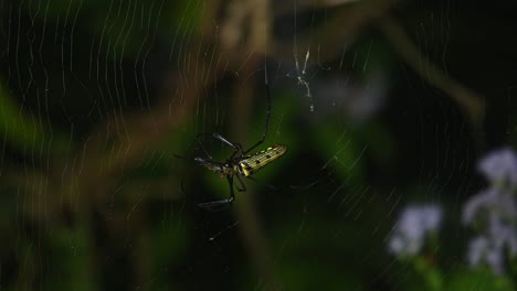 Seen-facing-towards-the-left-in-the-middle-of-its-web-eating-its-prey