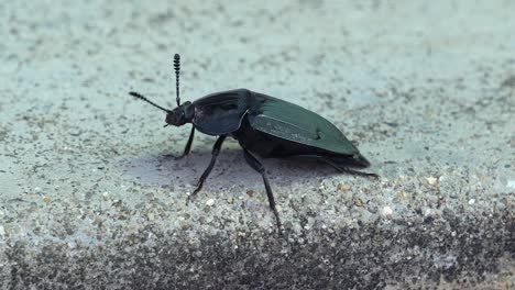 Macro-of-a-large-black-beetle-on-the-sidewalk-with-antennae-moving-all-around---isolated