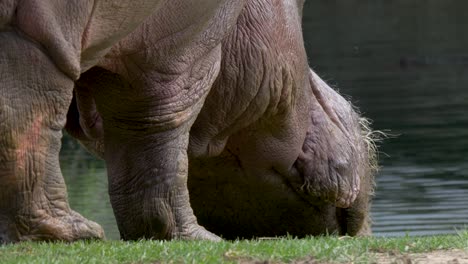 A-fat-Hippopotamus-with-dangling-loose-skin-walking-in-Slow-motion