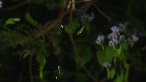 Seen-waiting-for-a-prey,-an-insect-flies-into-the-web-and-then-it-attacks-as-a-Dragonfly-is-also-trapped,-Giant-Golden-Orb-Weaver,-Nephila,-Kaeng-Krachan-National-Park,-Thailand