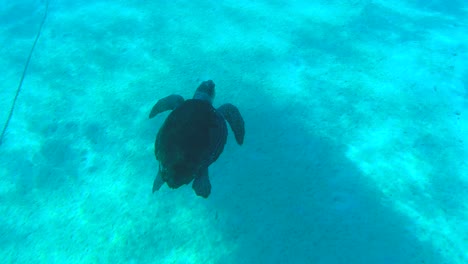 Sea-Turtle-Swiming-in-Blue-Water-Top-Down-in-Greece-Limeni-Peloponnese