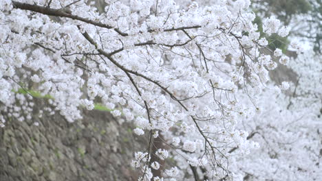Exuberantes-Y-Hermosas-Flores-De-Sakura-En-Plena-Floración-En-Japón---Toma-Panorámica-Panorámica