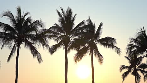 Schöne-Sonne-Zwischen-Palmen