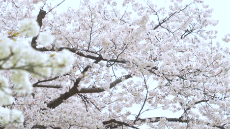 Blühende-Weiße-Blüten-Von-Kirschblütenbäumen-Im-Park-In-Kanazawa,-Japan-Während-Der-Sakura-Saison