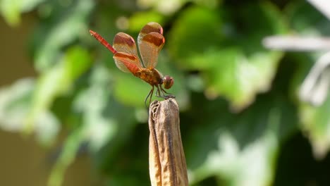 Firecracker-Skimmer-Red-Dragonfly-Perched-on-Rot-Dry-Plant-Raised-Up-His-Tail-and-Take-Wing-or-take-off-macro-,-close-up-Korea
