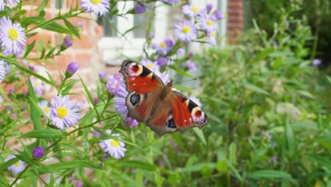 4K-slow-motion-shot-of-a-butterfly-eating-from-a-flower,-in-the-middle-of-a-garden