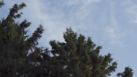 Closeup-Of-Evergreen-Trees-With-Clouds-Moving-Against-A-Blue-Sky