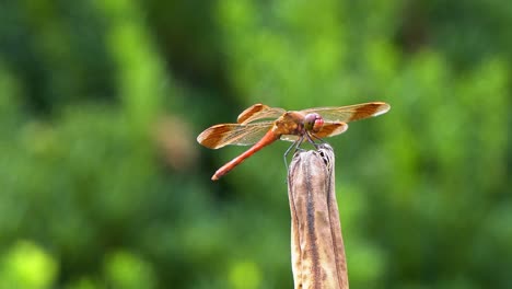 Red-Dragonfly-sitting-on-a-rot-plant-stem,-South-Korea,-close-up-on-blurred-background