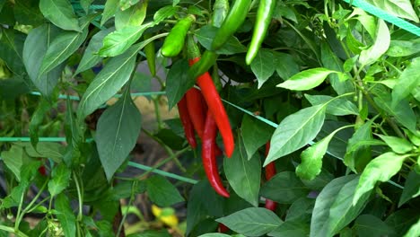 Korean-red-hot-chili-peppers-growing-in-the-garden---sliding-view-in-vibrant-colors