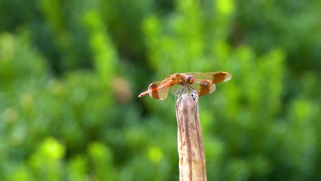 Firecracker-Skimmer-Rote-Libelle-Ruht-Auf-Fäulnispflanze-Mit-Winden,-Die-Unter-Brise-Zittern,-Südkorea,-Stadt-Geumsan
