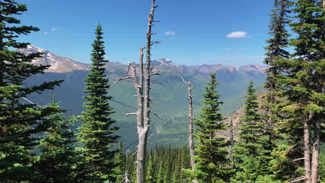 Camera-pans-over-the-trees-growing-in-the-hilly-forest-of-the-Logan-Pass