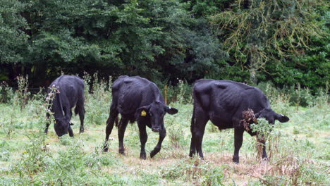 Tres-Vacas-Negras-En-Un-Campo