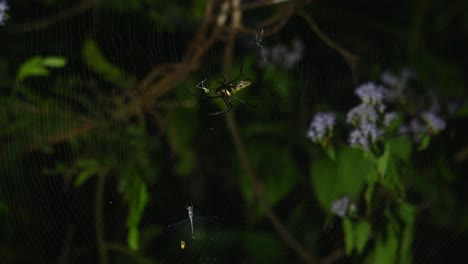 A-footage-taken-during-the-night-zoomed-into-the-Spider-as-it-is-enjoying-its-meal