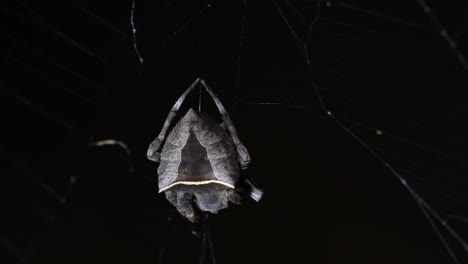 A-very-close-capture-of-this-spider-spinning-its-web-on-its-prey,-legs-moving-as-the-light-shines-on-it