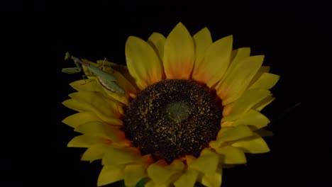 Praying-Mantis-on-isolated-yellow-sunflower,-a-symbol-of-good-luck,-green-insect