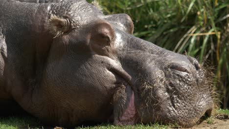Side-view-tracking-shot-of-a-Hippopotamus-laying-down-on-the-grounds-of-Africa