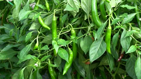 Korean-Long-Green-Chili-Pepper-With-Lush-Foliage