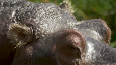 Extreme-close-up-of-the-eyes-and-ears-of-a-Hippopotamus