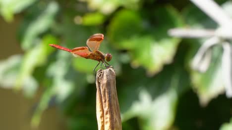 Firecracker-Skimmer-Red-Dragonfly-Perched-on-Rot-Dry-Plant-Raised-Up-His-Tail-and-Take-Wing-or-take-off,-close-up-Korea