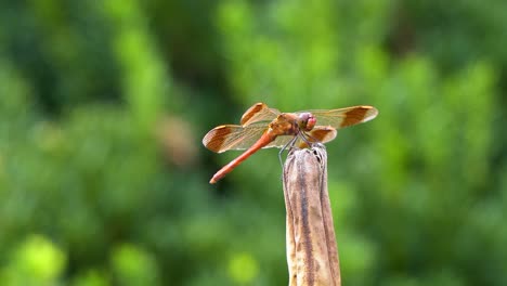 Korean-Flame-Skimmer-Red-Dragonfly-Perched-In-A-Tip-Of-A-Rot-Plant-At-Summertime