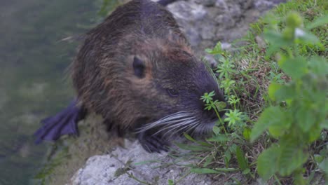 A-Coypu-Sniffing-the-Grasses-by-the-Shores-of-a-River