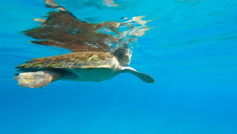 Meeresschildkröte-Schwimmt-Im-Blauen-Wasser-Unterwasseratem-In-Griechenland-Limeni-Peloponnes