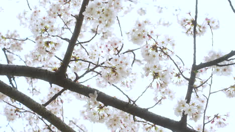 Tiny-And-Dainty-Sakura-Flowers-In-Full-Bloom---close-up-shot