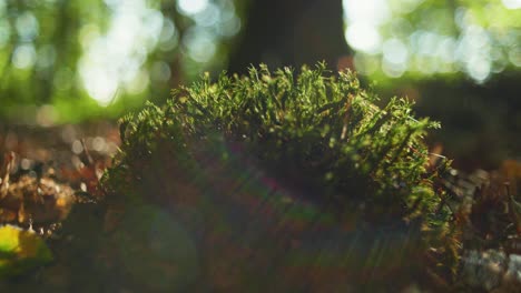 4K-cinematic-shot-of-a-green-moss-on-the-ground-of-a-forest,-against-sunlight