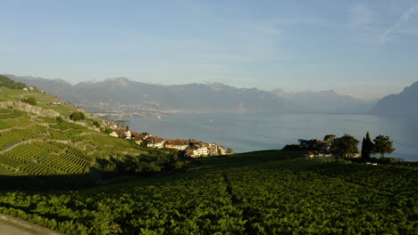 Volando-Sobre-Viñedos-Hacia-Casas-En-El-Pueblo-De-Rivaz-Con-Vistas-Al-Lago-Leman-En-Vaud,-Suiza