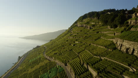Aerial-View-Of-Vineyards-Growing-On-Mountain-Slope-During-Bright-Sunset-In-Lavaux,-Switzerland
