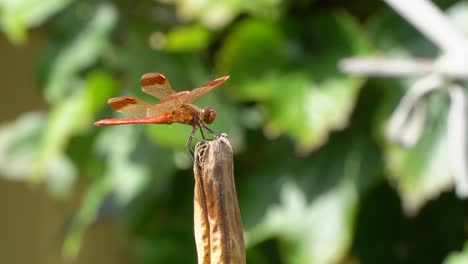 Schöne-Rote-Libelle-Landet-Und-Sitzt-Auf-Verrotteter-Trockener-Pflanze-Hebt-Seinen-Schwanz-Und-Schaut-Sich-Um,-Makro,-Nahaufnahme-Korea