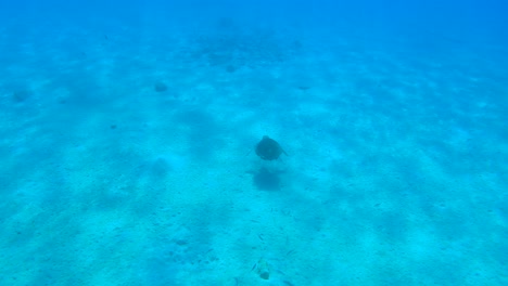 Tortuga-Marina-Nadando-En-Grecia-Limeni-Agua-Azul-Del-Peloponeso