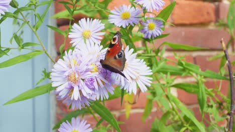 4k-Zeitlupenaufnahme-Eines-Schmetterlings,-Der-Von-Einer-Blume-Frisst,-Mitten-In-Einem-Garten