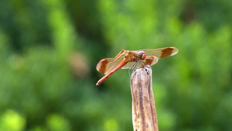 Flame-Skimmer-Red-Dragonfly-sitting-on-a-rot-plant-stem,-South-Korea,-zoom-in,-close-up-on-blurred-background