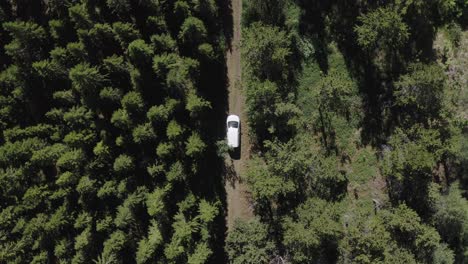 Car-parked-on-dirt-road-in-middle-of-forest,-forestry-plots-with-different-kind-of-trees,-reforestation-Iceland