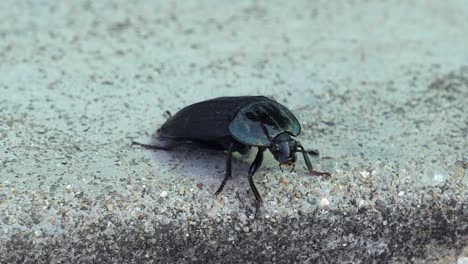 Macro-De-Un-Gran-Escarabajo-Negro-En-La-Acera-Con-Antenas-Moviéndose-Por-Todas-Partes---Macro,-Bichos-En-Corea-Del-Sur
