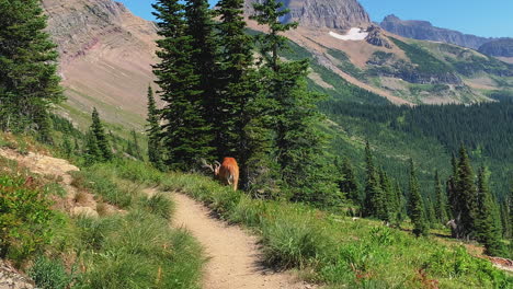 Closed-shot-of-the-deer-grazing-in-the-alpine-valley-in-the-Logan-Pass-Highline-Trail