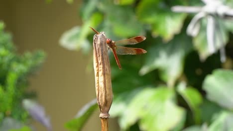 Korean-Red-Dragonfly-Firecracker-Skimmer-Perched-on-Rot-Dry-Plant-in-a-Garden---slider-shot