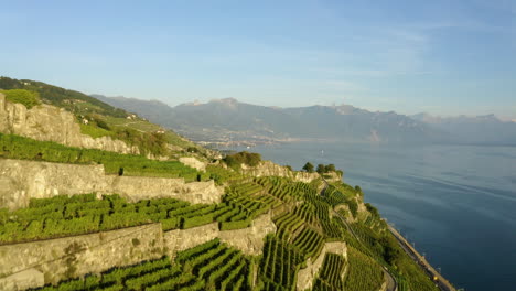 Sunlit-Vineyards-On-Mountain-Hill-Near-Rivaz-Village-With-Lake-Geneva-In-Vaud,-Switzerland