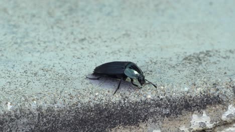 Escarabajo-Oscuro-Negro-En-La-Planta-Baja-De-Piedra---Primer-Plano