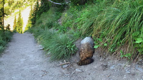 Close-up-of-the-posterior-side-of-a-Marmot,-an-alpine-mammal,-looking-for-food-in-the-bushes-growing-on-the-mountains-of-the-Logan-Pass-Highline-Trail