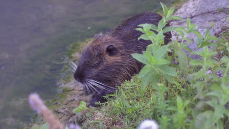 A-Coypu-Rustling-Around-by-the-Shores-of-a-River