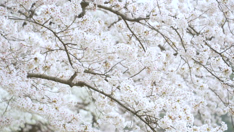Beautiful-white-Sakura-blossoms-dancing-in-the-breeze--Kanazawa,-Japan--Close-up
