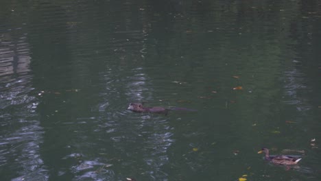 A-Coypu-Floating-in-the-River-and-Feeding-while-a-Duck-Swims-to-it-To-Steal-its-Food